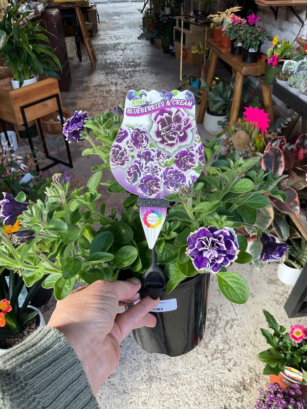 Petunia Flowers 140mm