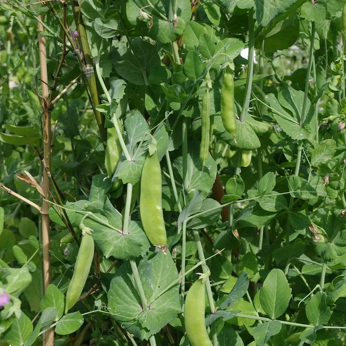 Oregon Sugar Snow Pea Heirloom Seeds for Gardeners