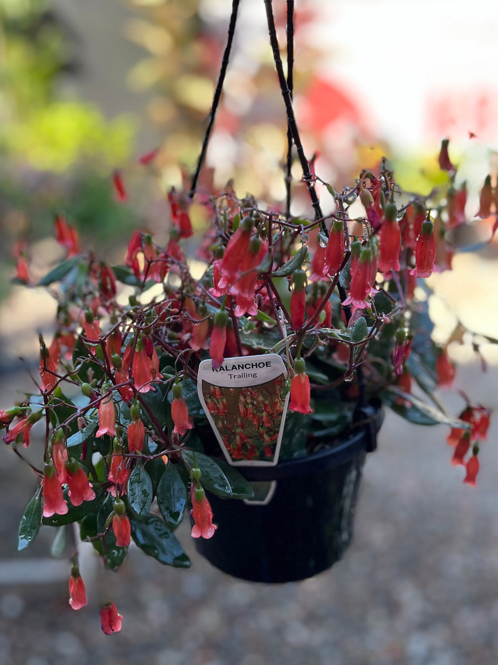 Kalanchoe Bells