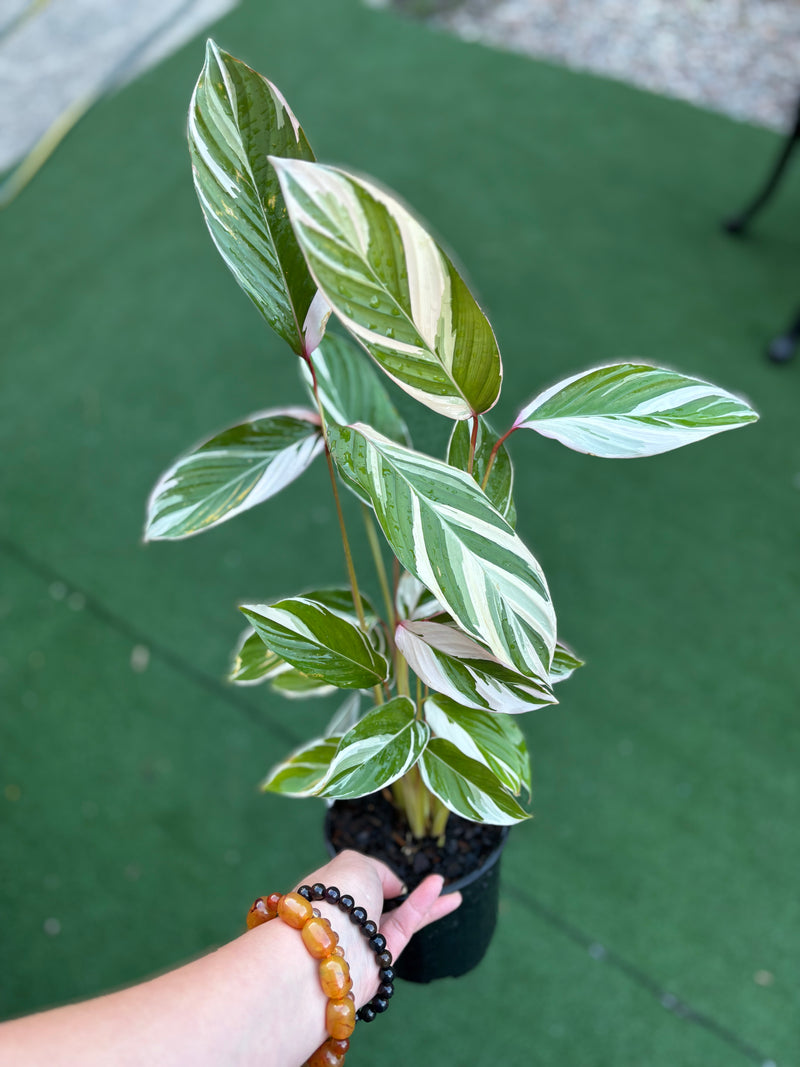 MARANTA WATERCOLOUR 130MM