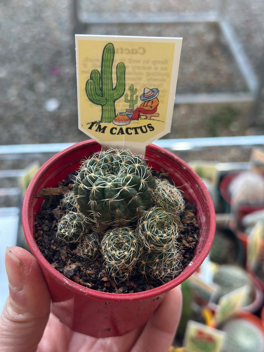 CACTUS