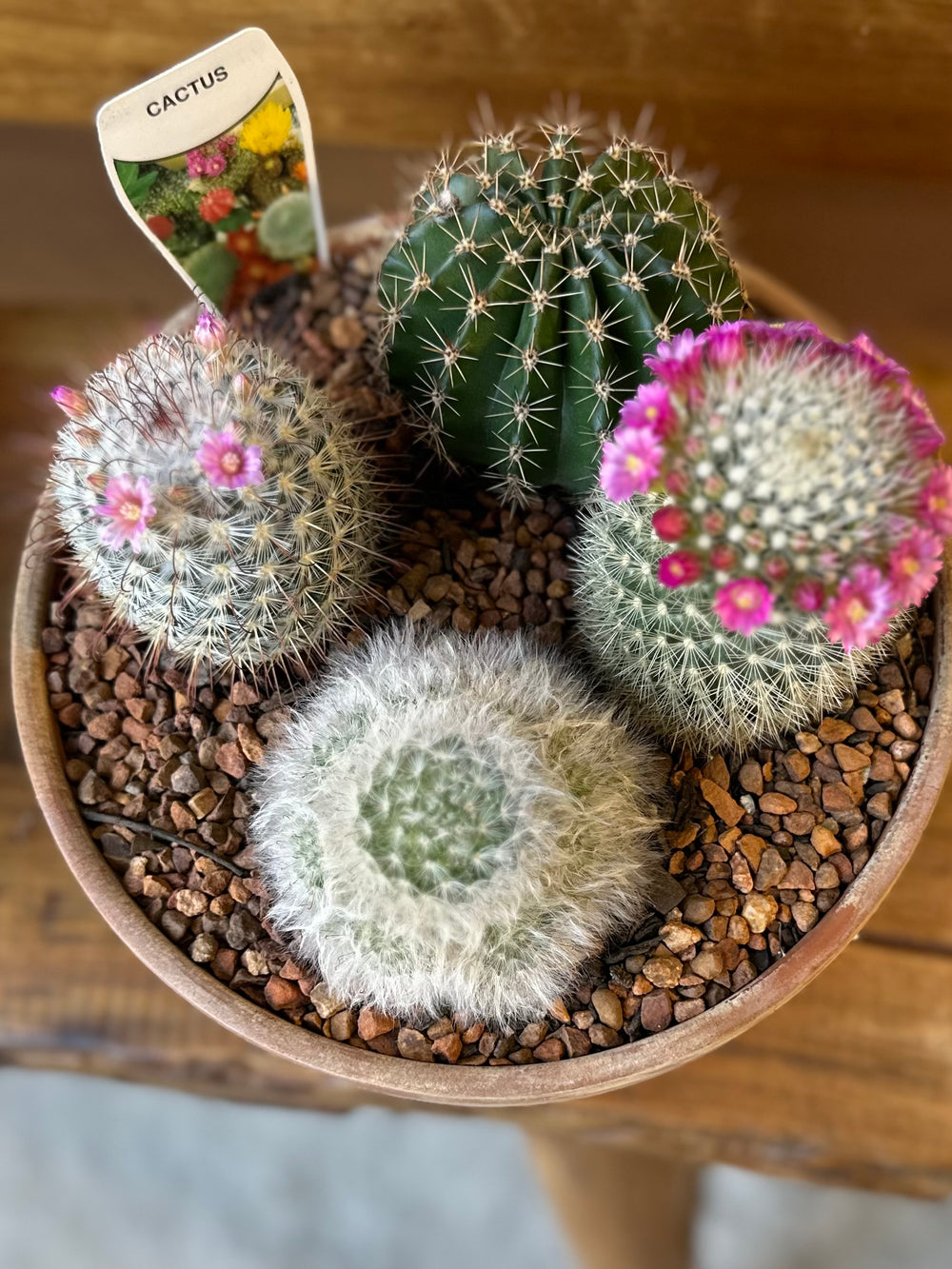 Bowl Cactus
