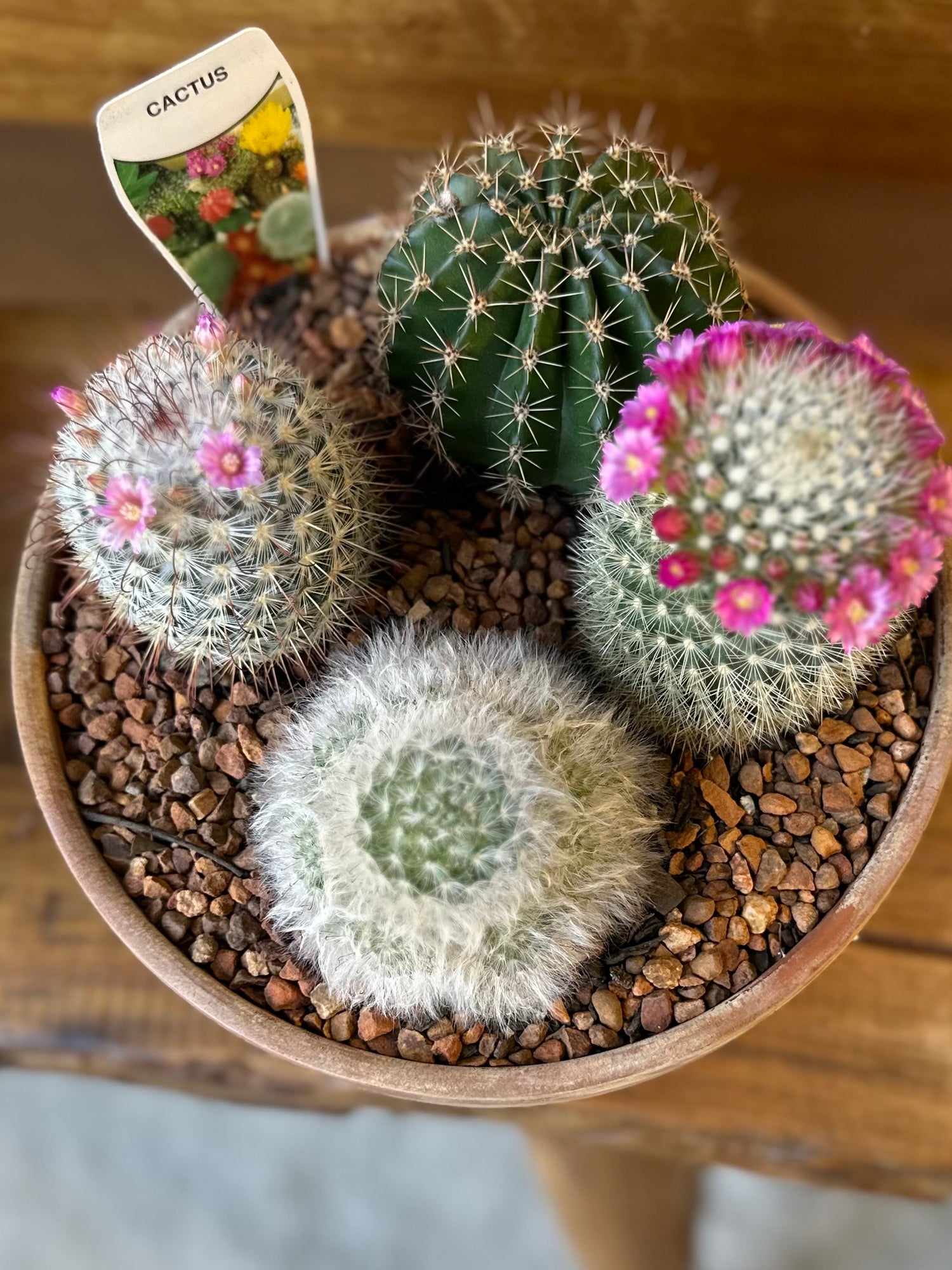 BOWL CACTUS