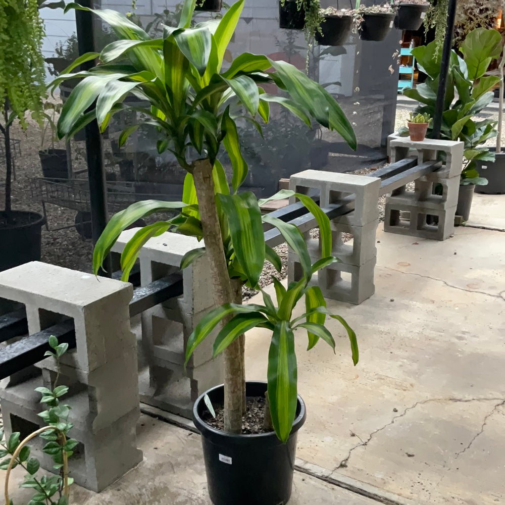 Happy Plant