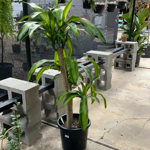 Happy Plant