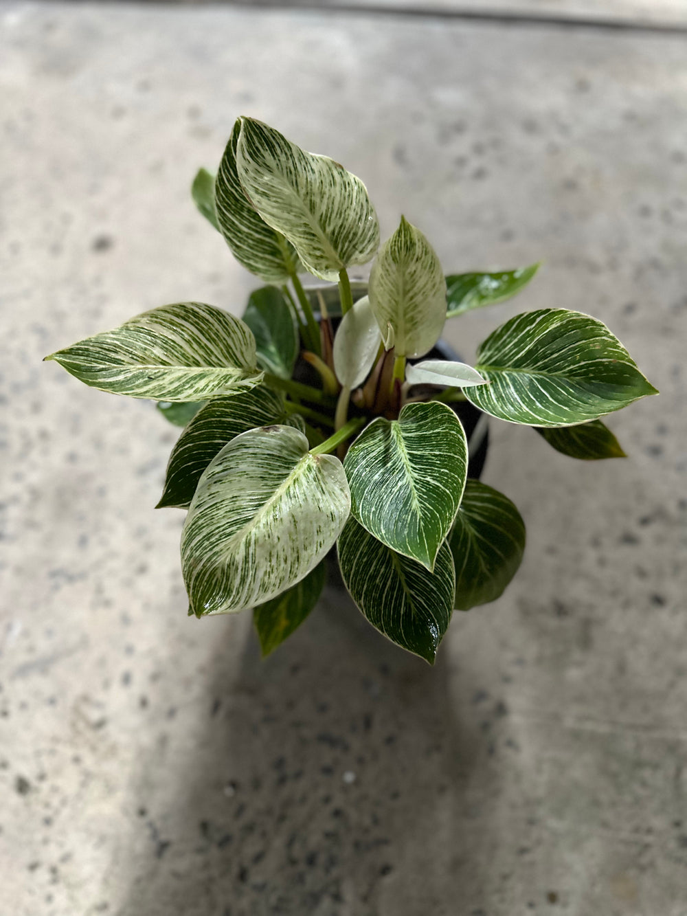 Philodendron Birkin
