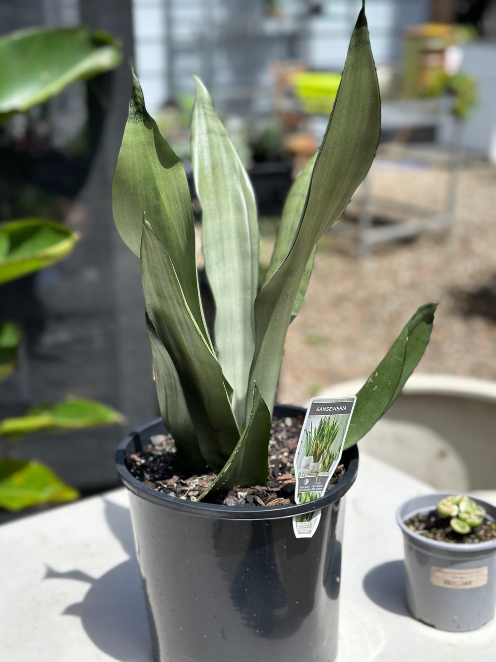 Sansevieria Moonshine (200mm)