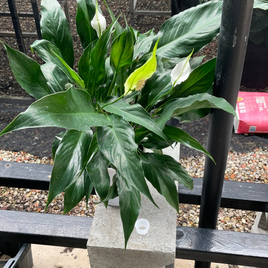 SPATHIPHYLLUM PEACE LILY