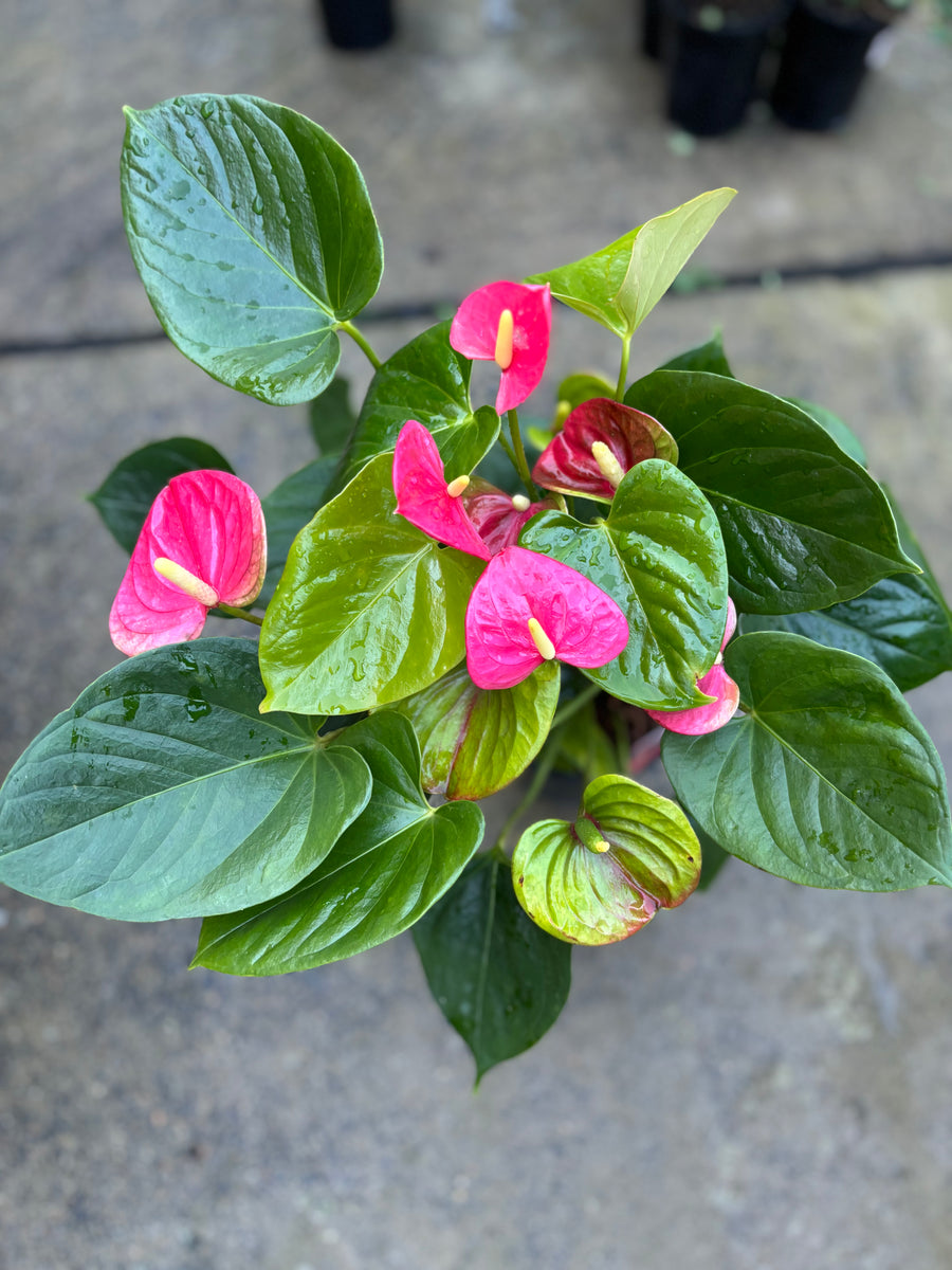 ANTHURIUM FLOWER