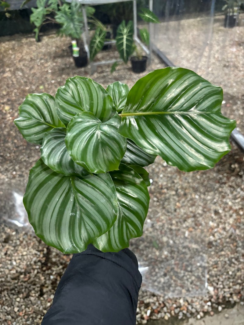 200MM CALATHEA ORBIFOLIA