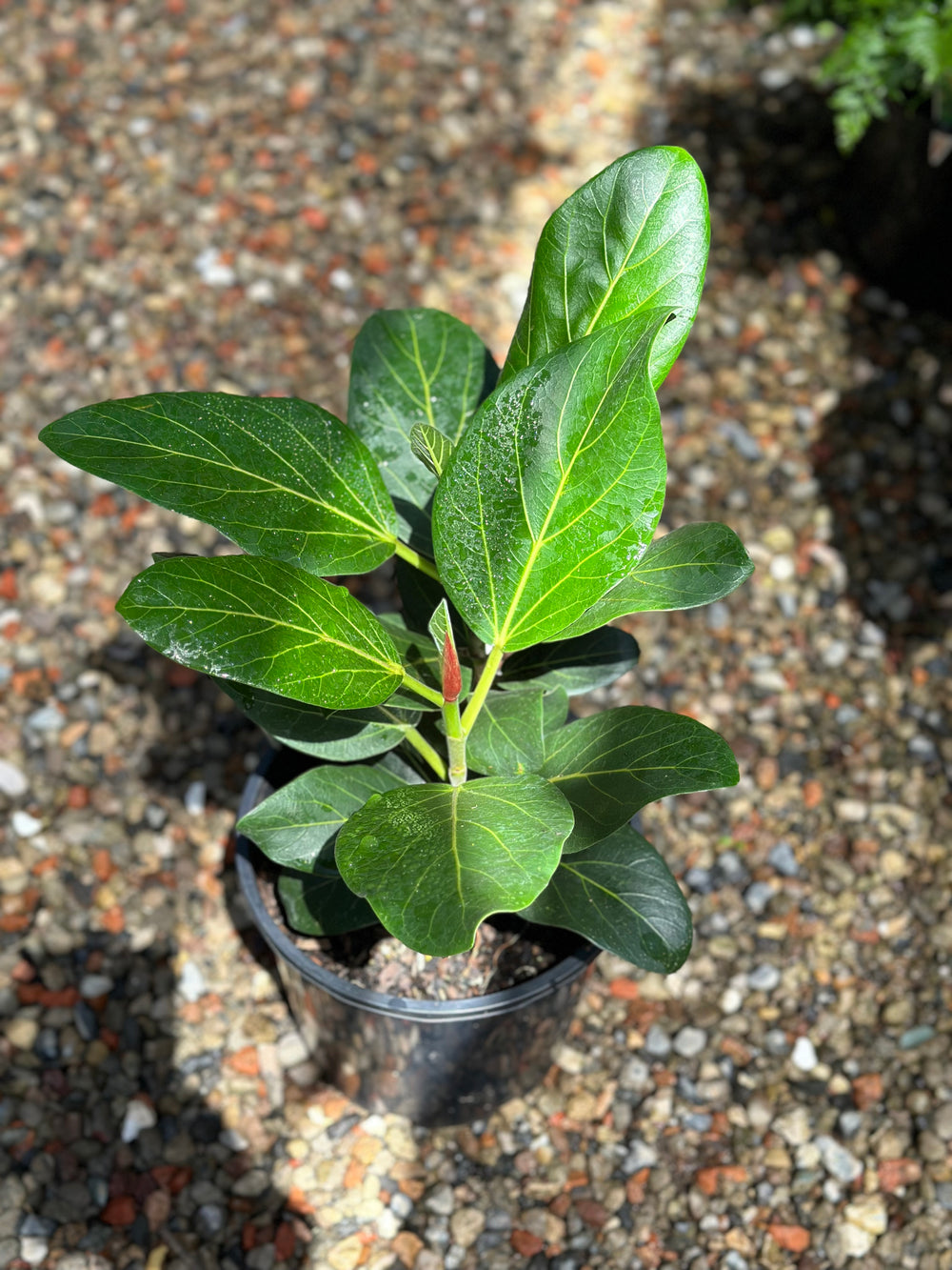 Ficus Audrey (Banyan Fig)