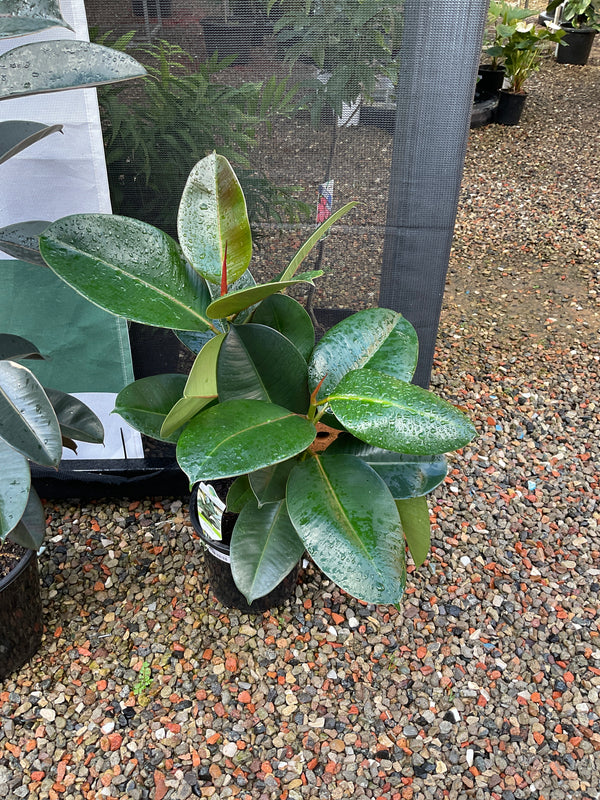 Ficus Robusta (Rubber Plant)