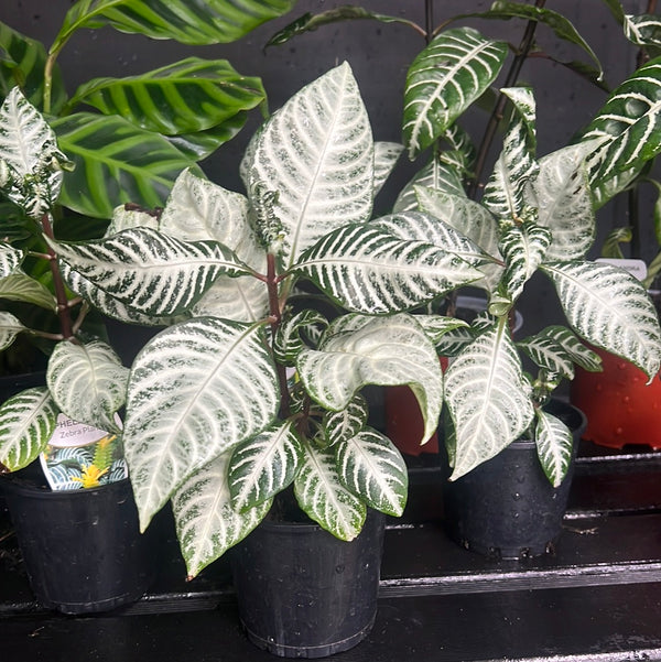 Zebra Plant