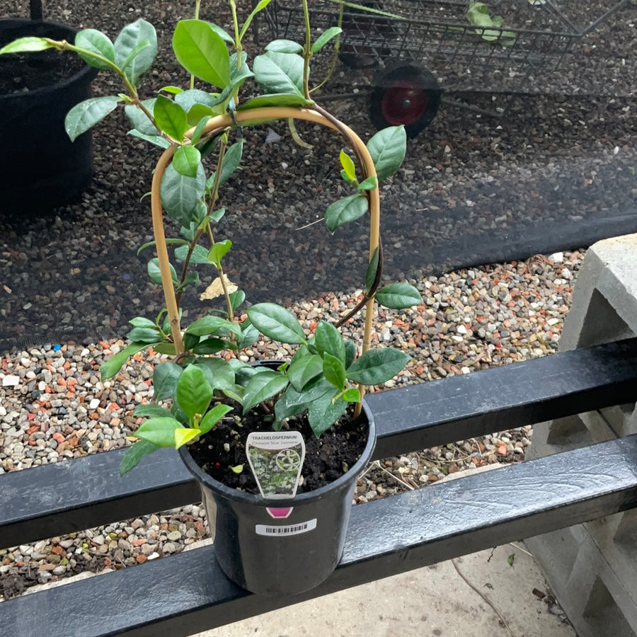 TRACHELOSPERMUM JASMINOIDES