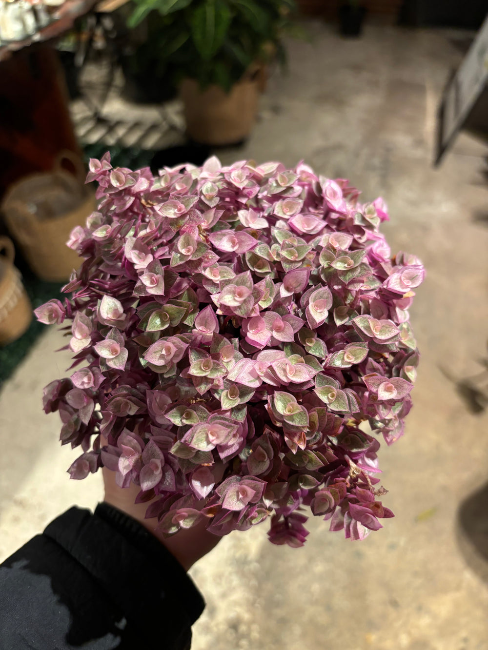 Callisia Repens