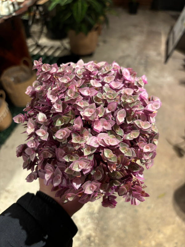 Callisia Repens