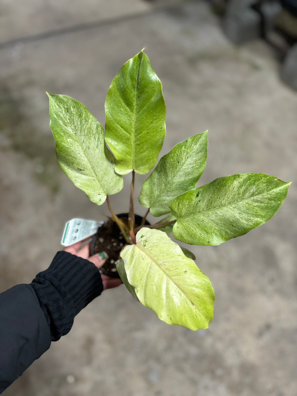 Philodendron Snowdrift