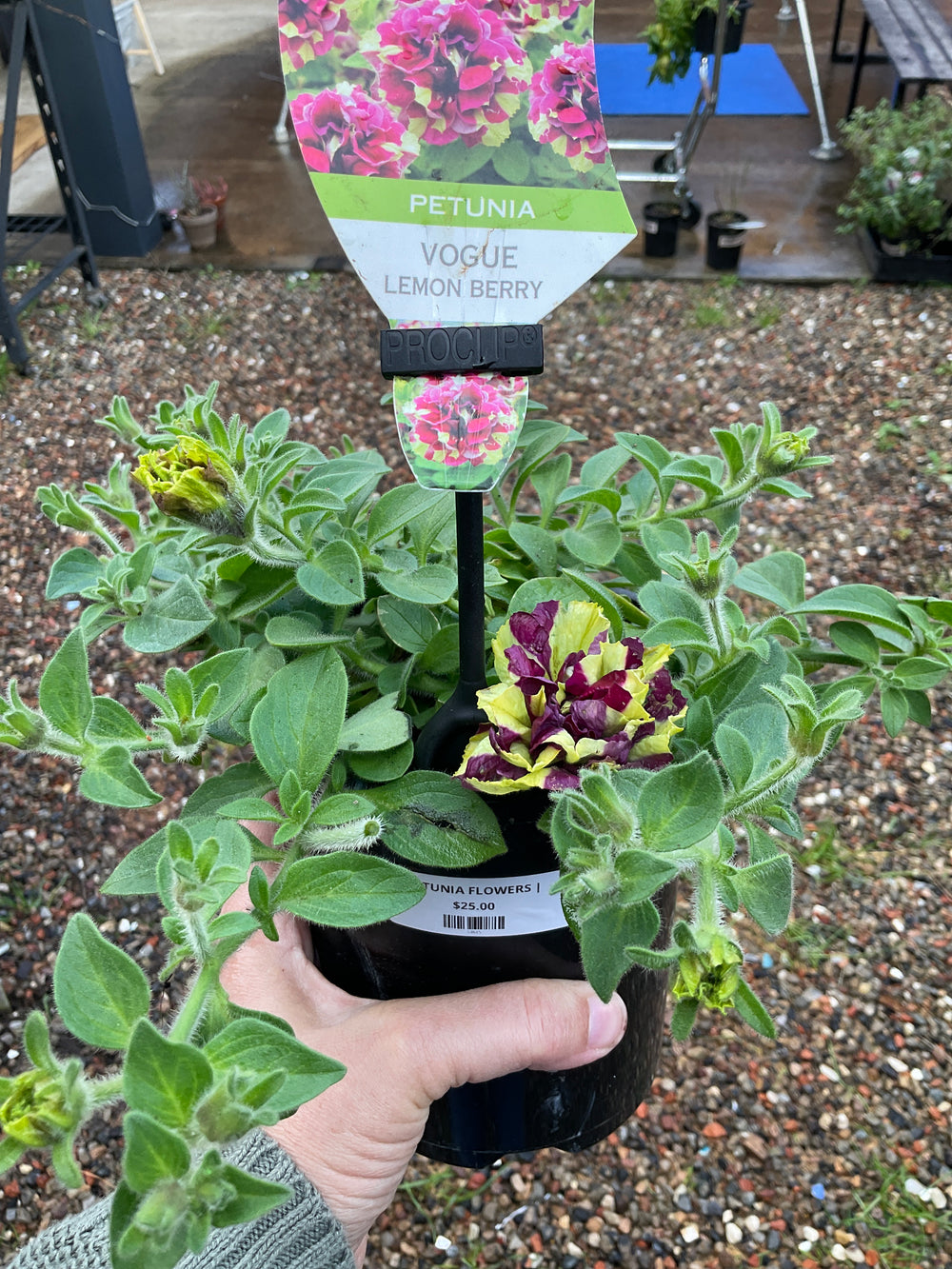 Petunia Flowers 140mm