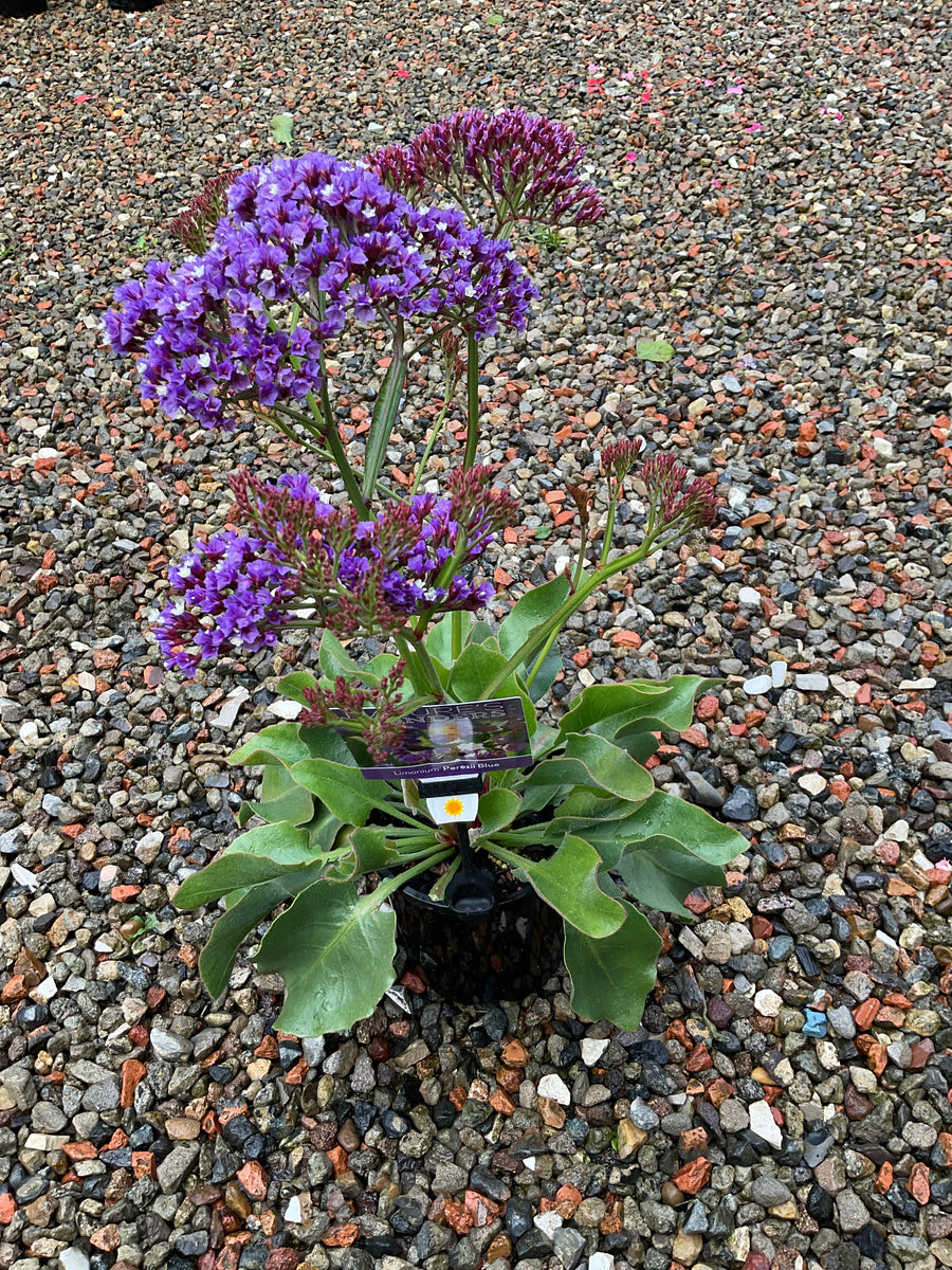 LIMONIUM PEREZII BLUE