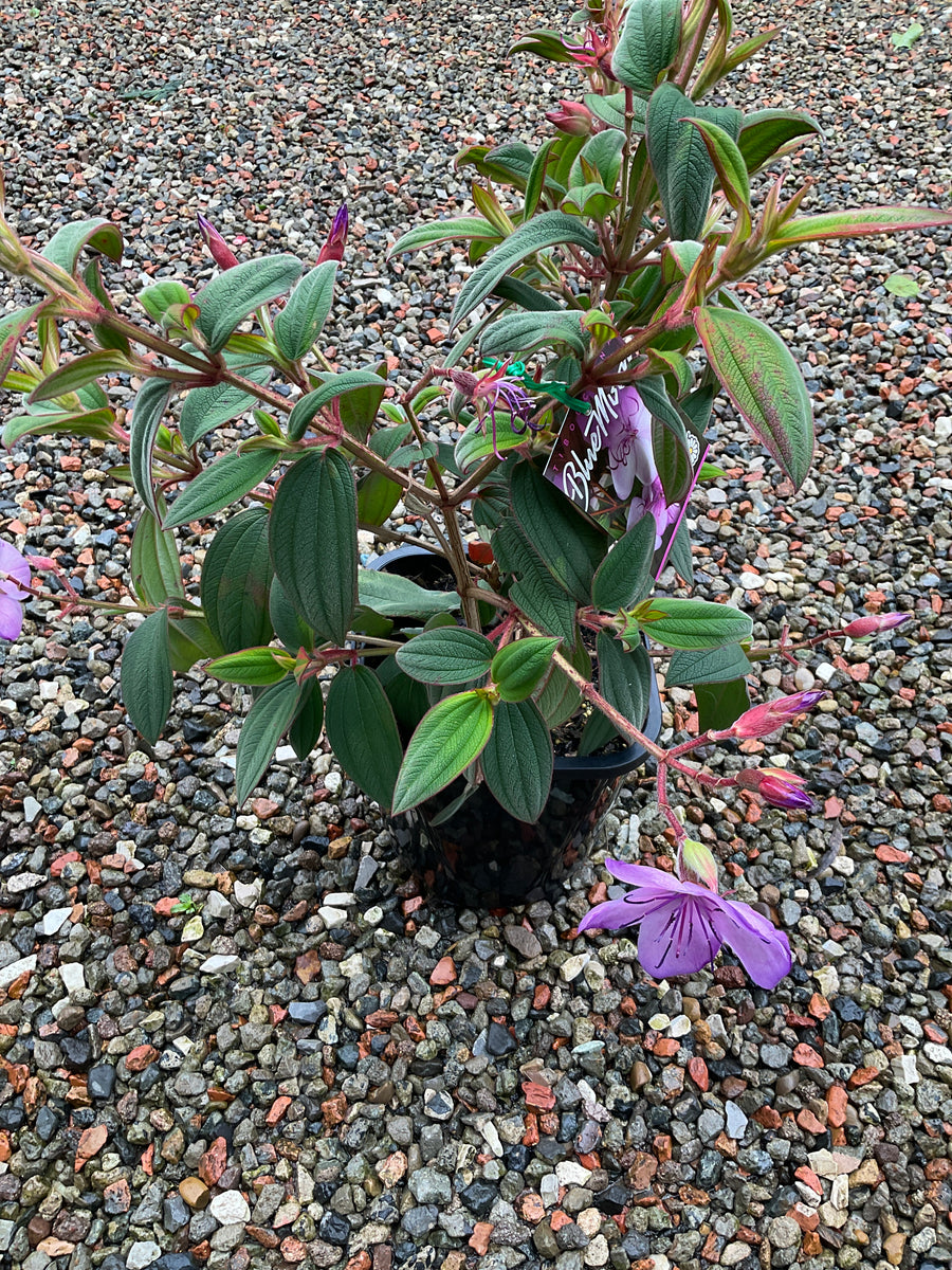 TIBOUCHINA