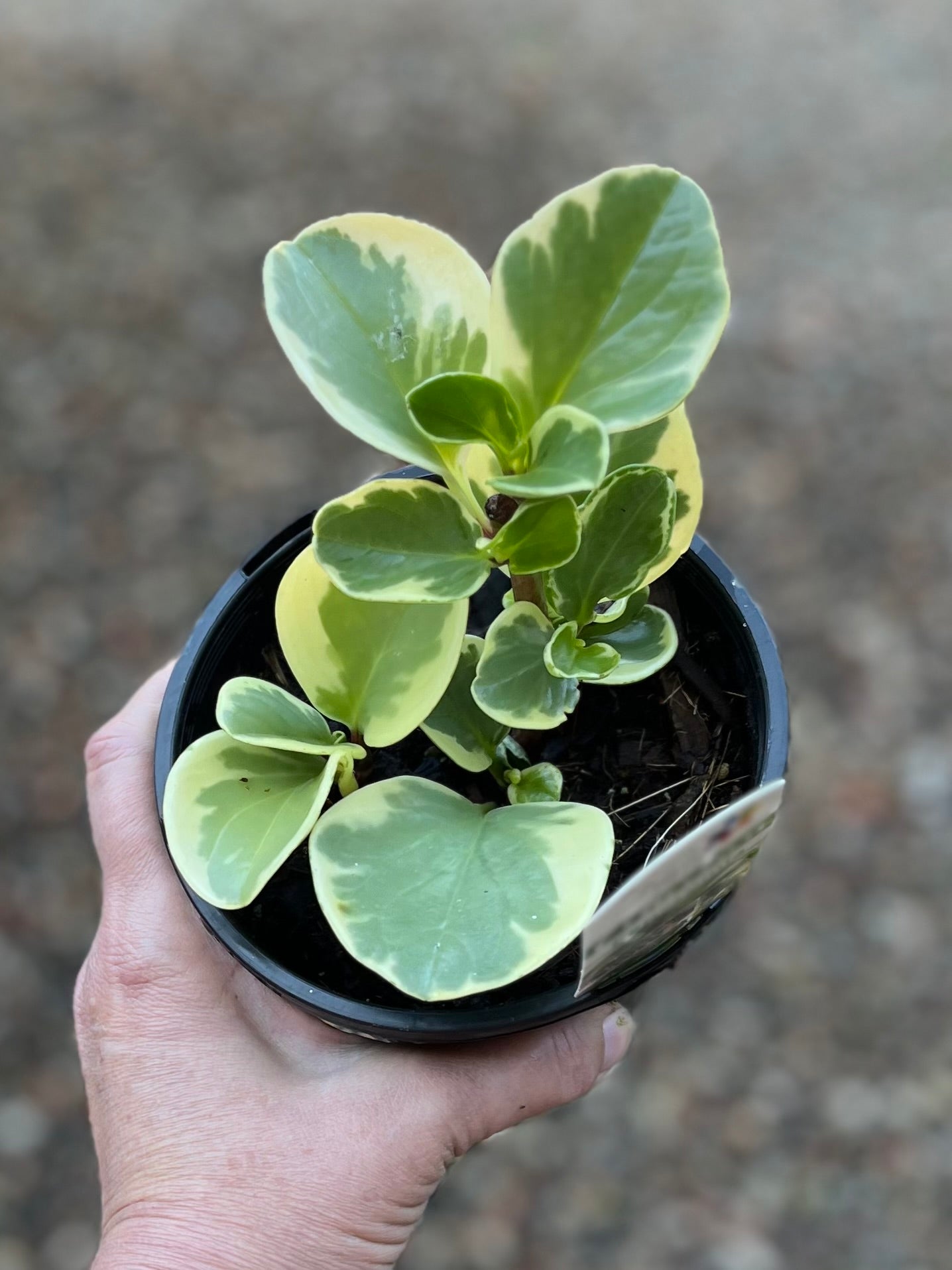 PEPEROMIA VARIEGATA