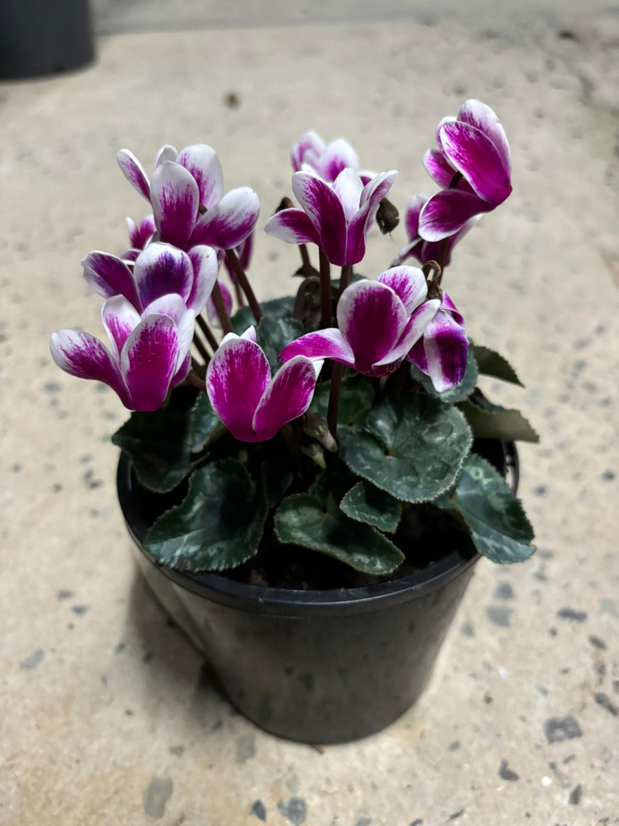 CYCLAMEN