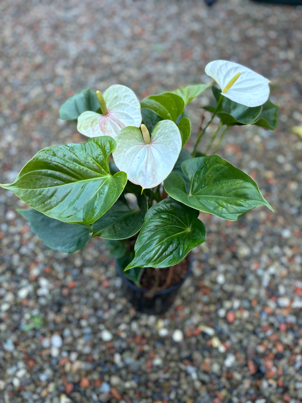 Anthurium (Flamingo Flower)