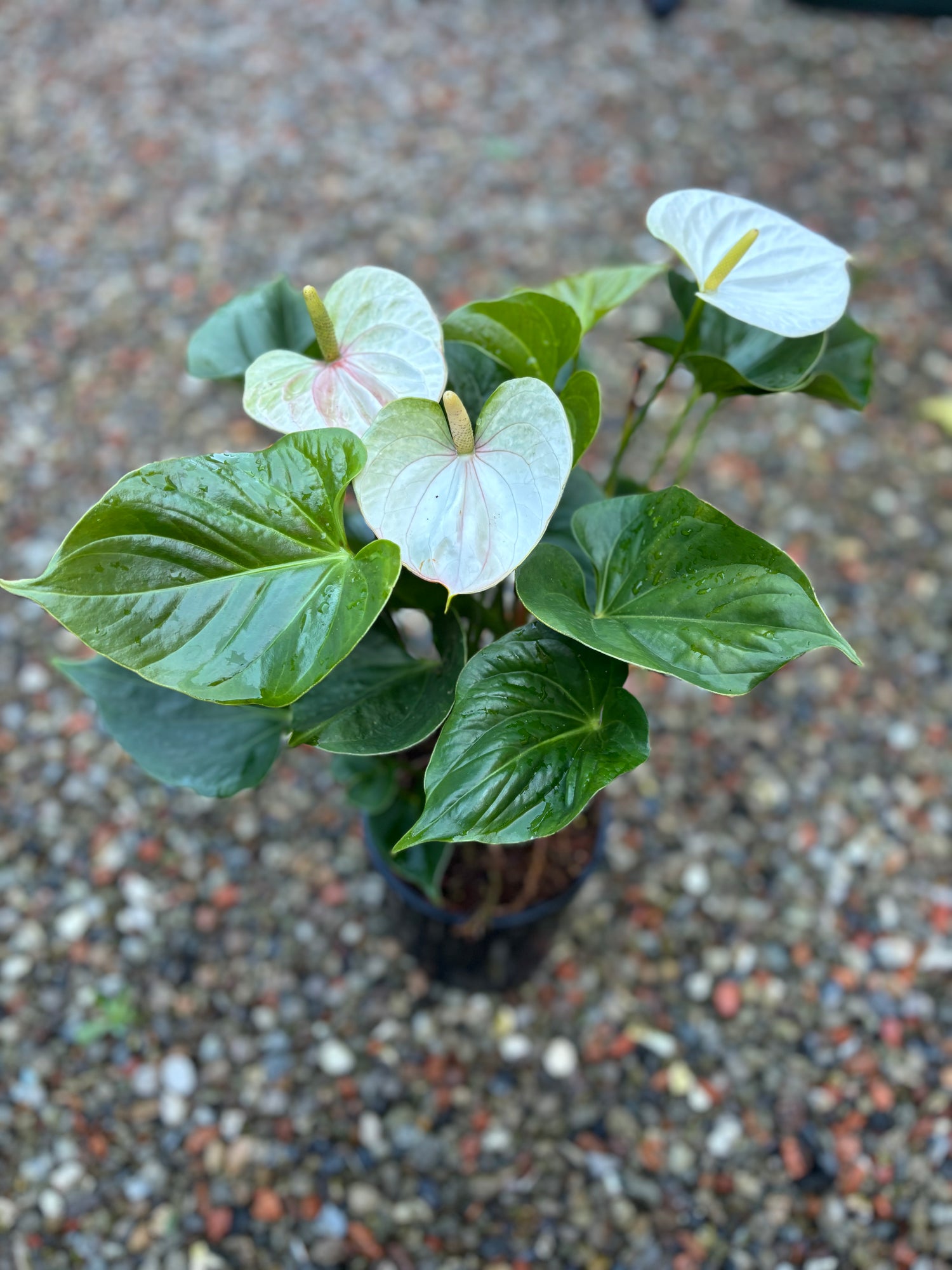 ANTHURIUM FLOWER