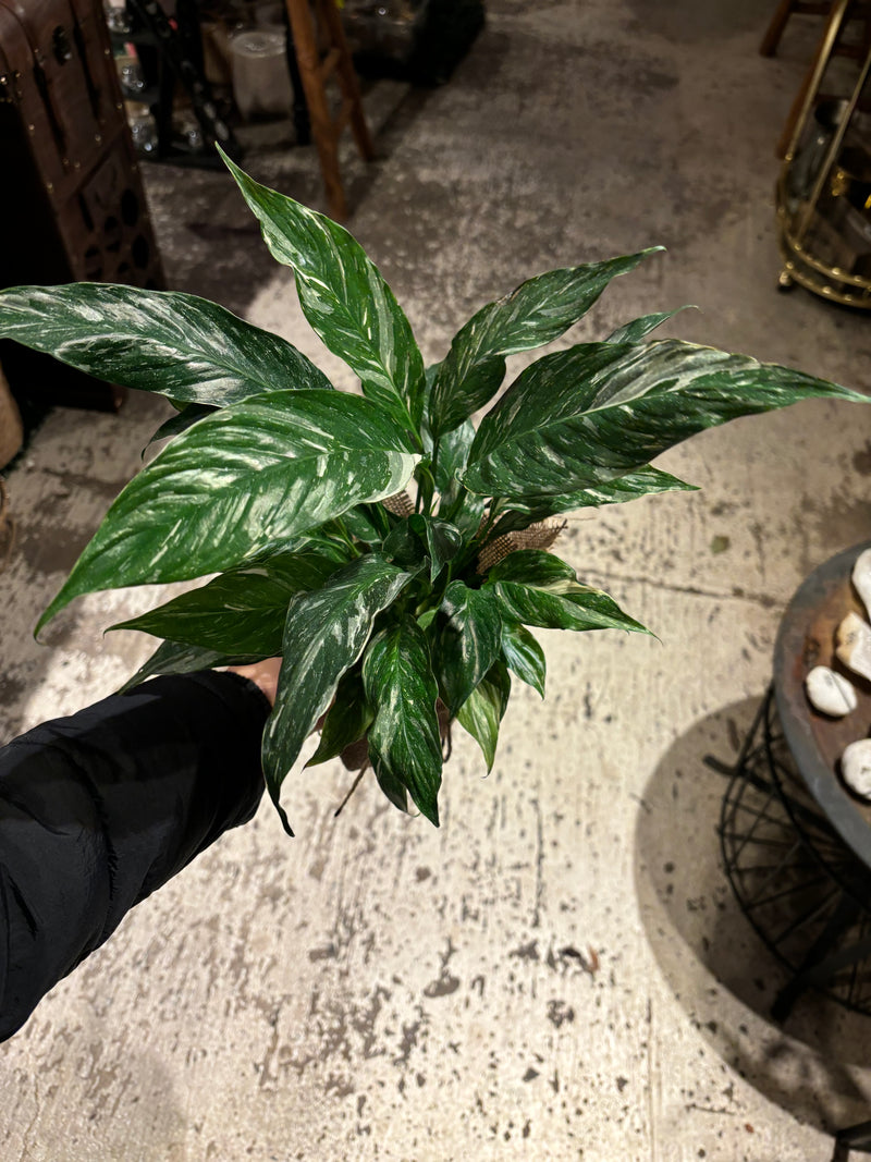 SPATHIPHYLLUM DOMINO (PEACE LILY)