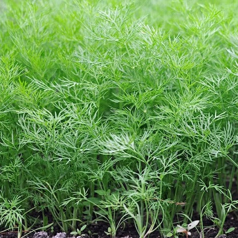 Dill 'Common' Heirloom Seeds for Culinary Gardening, 50 Seeds