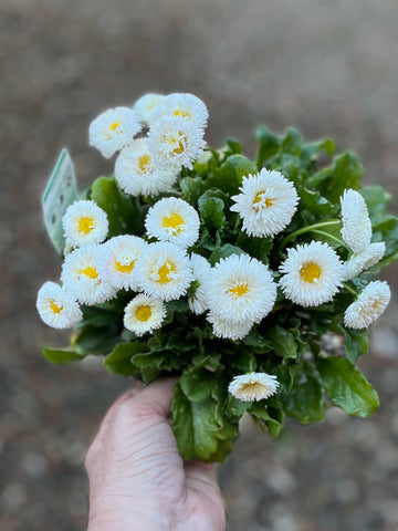 BELLIS PERENNIS