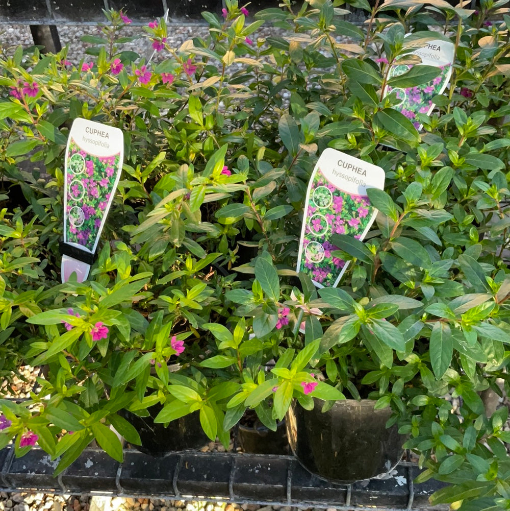 Cuphea Plant 140mm