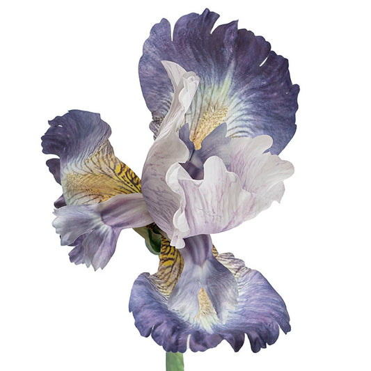 Real Look Iris Single Long Stem Soft Purple