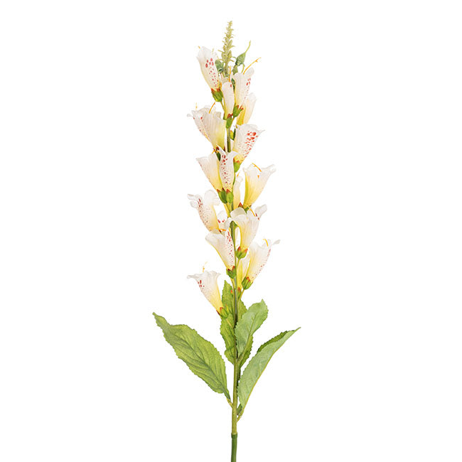 Wild Foxglove x 20 Heads White (101cmH)