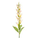 Wild Foxglove x 20 Heads White (101cmH)