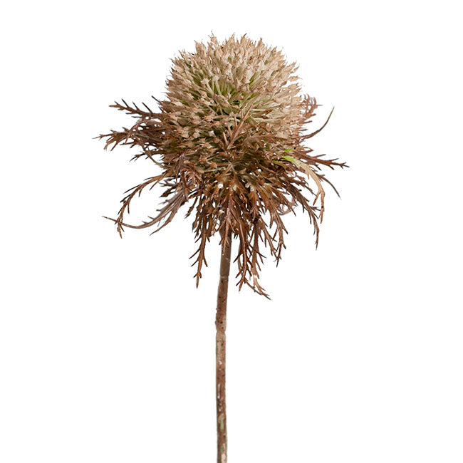 Fuller's Teasel Stem Beige (33cmH)