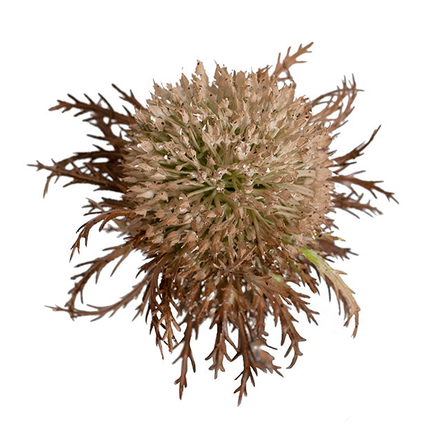 Fuller's Teasel Stem Beige (33cmH)