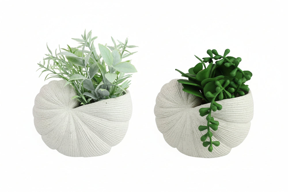 Two white seashell-shaped planters with green plants on a white background