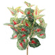 Caladium Bicolor Bush x7 Red Green