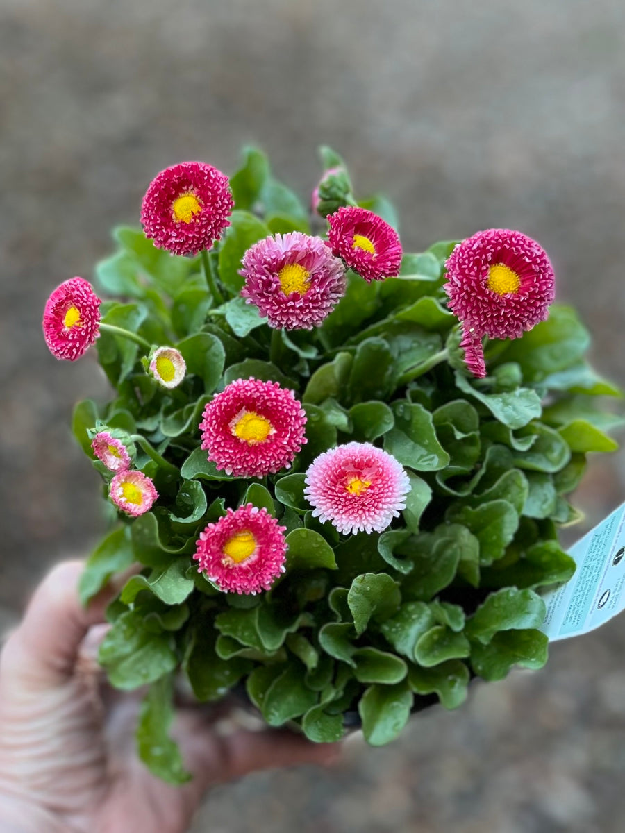 BELLIS PERENNIS