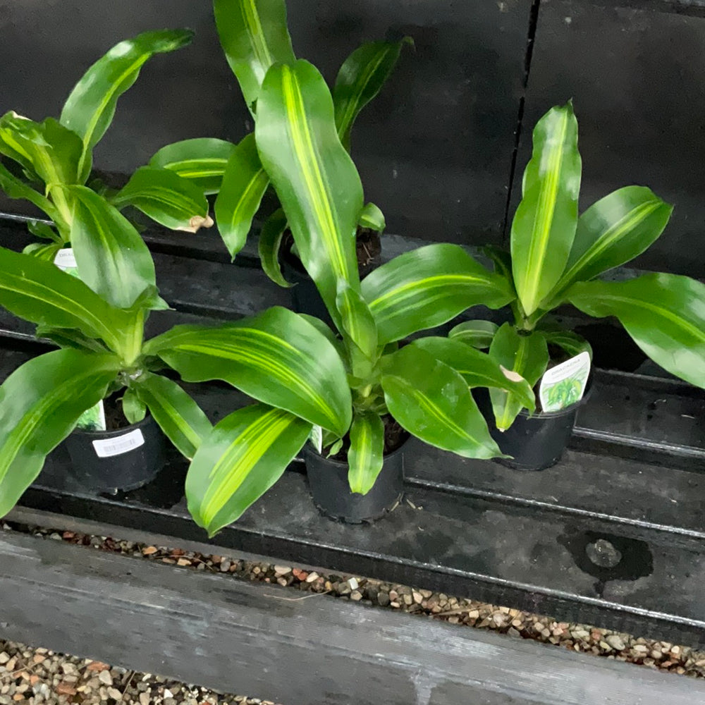 Dracaena Massangeana (Happy Plant)