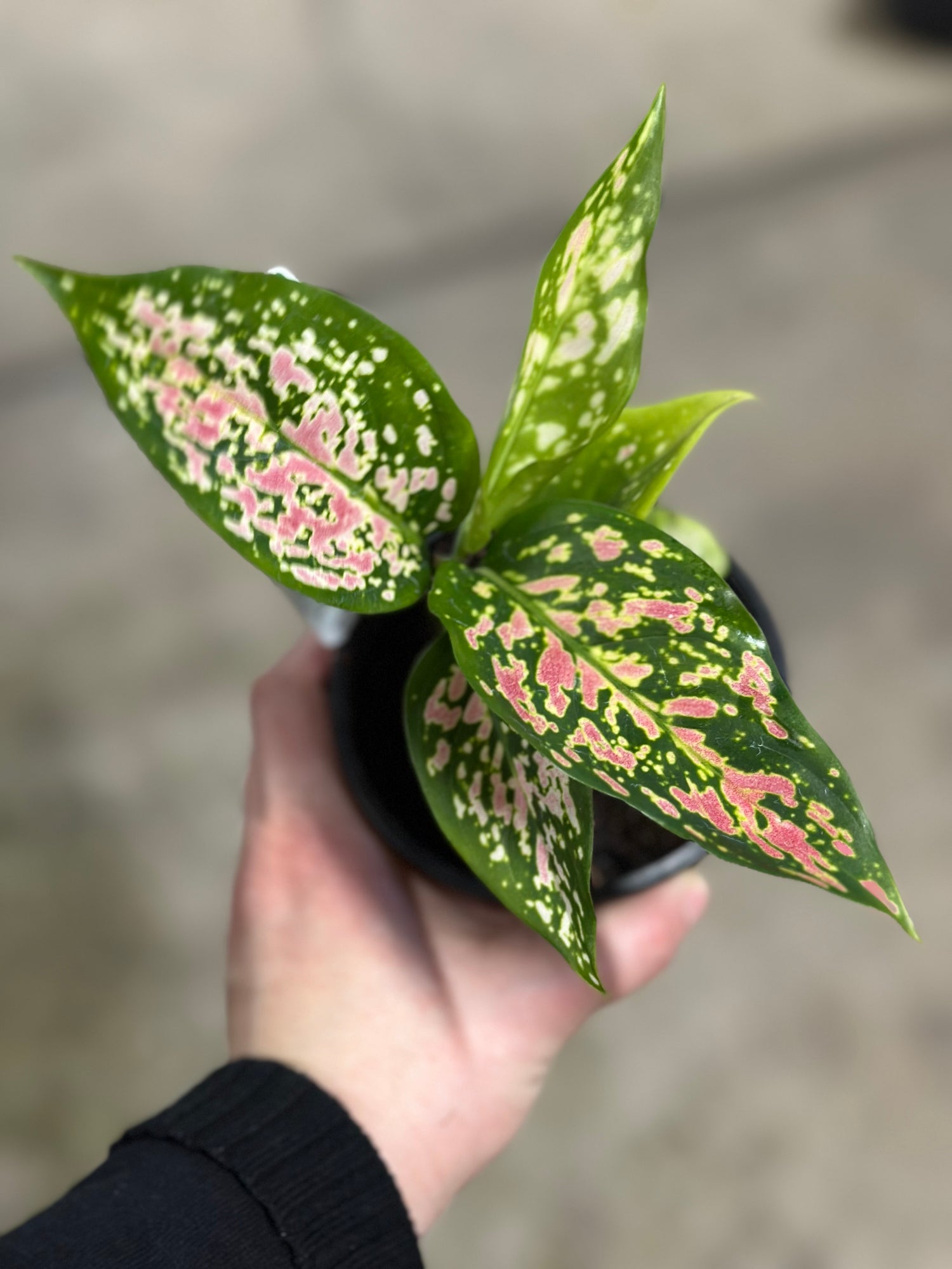AGLAONEMA VALENTINE