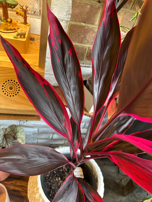 CORDYLINE FRUTICOSA EARLY MORNING DIAMOND 200MM