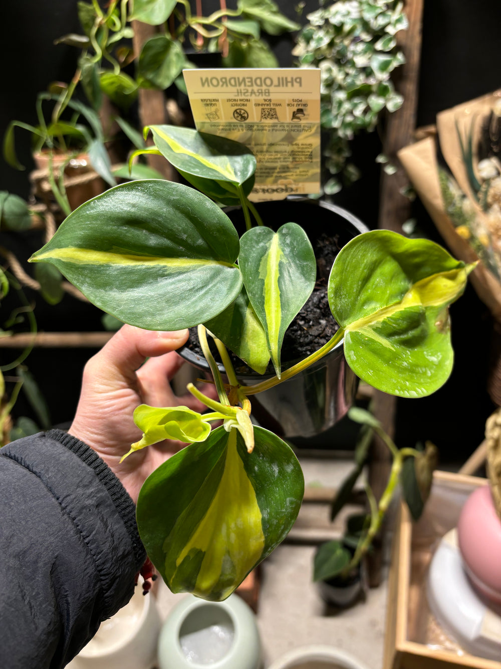 Philodendron Brasil