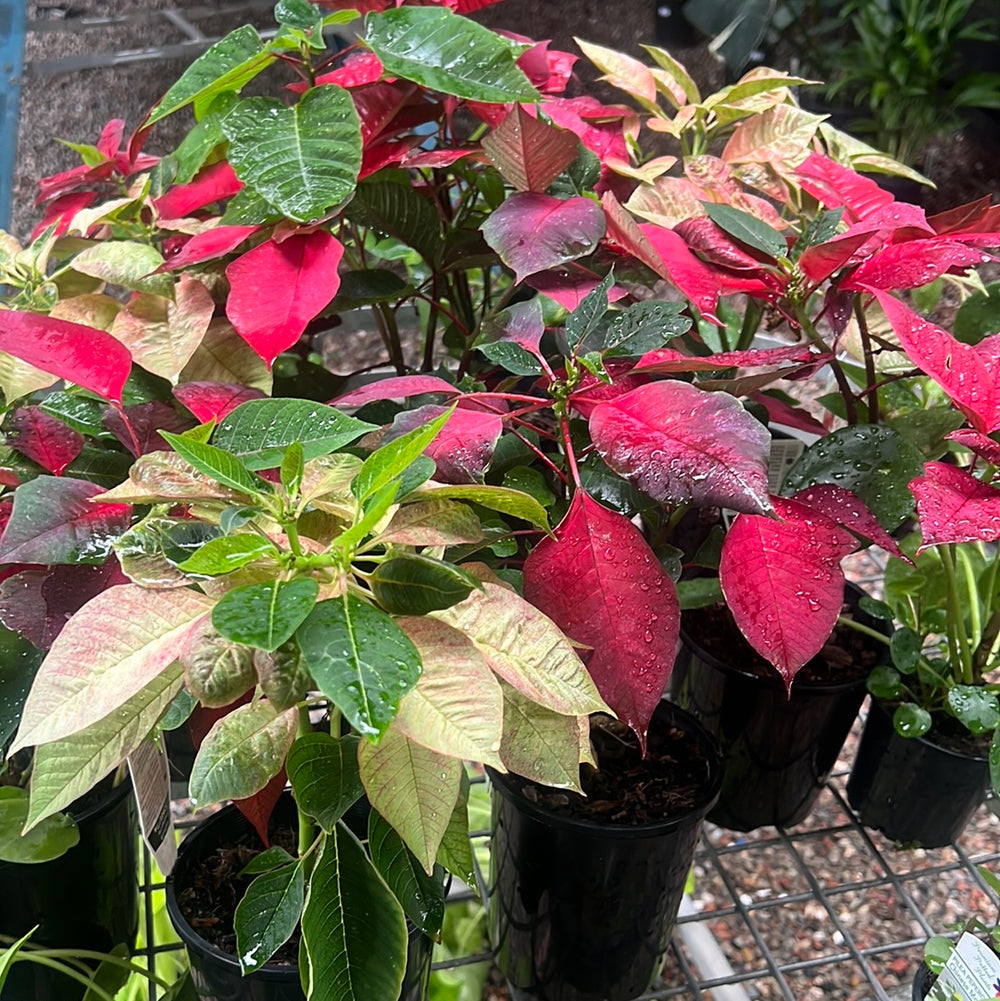Poinsettia