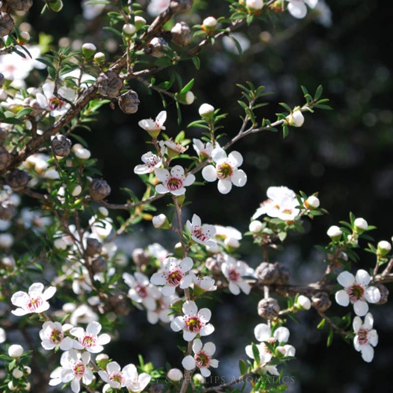 Organic Tea Tree Australian Essential Oil