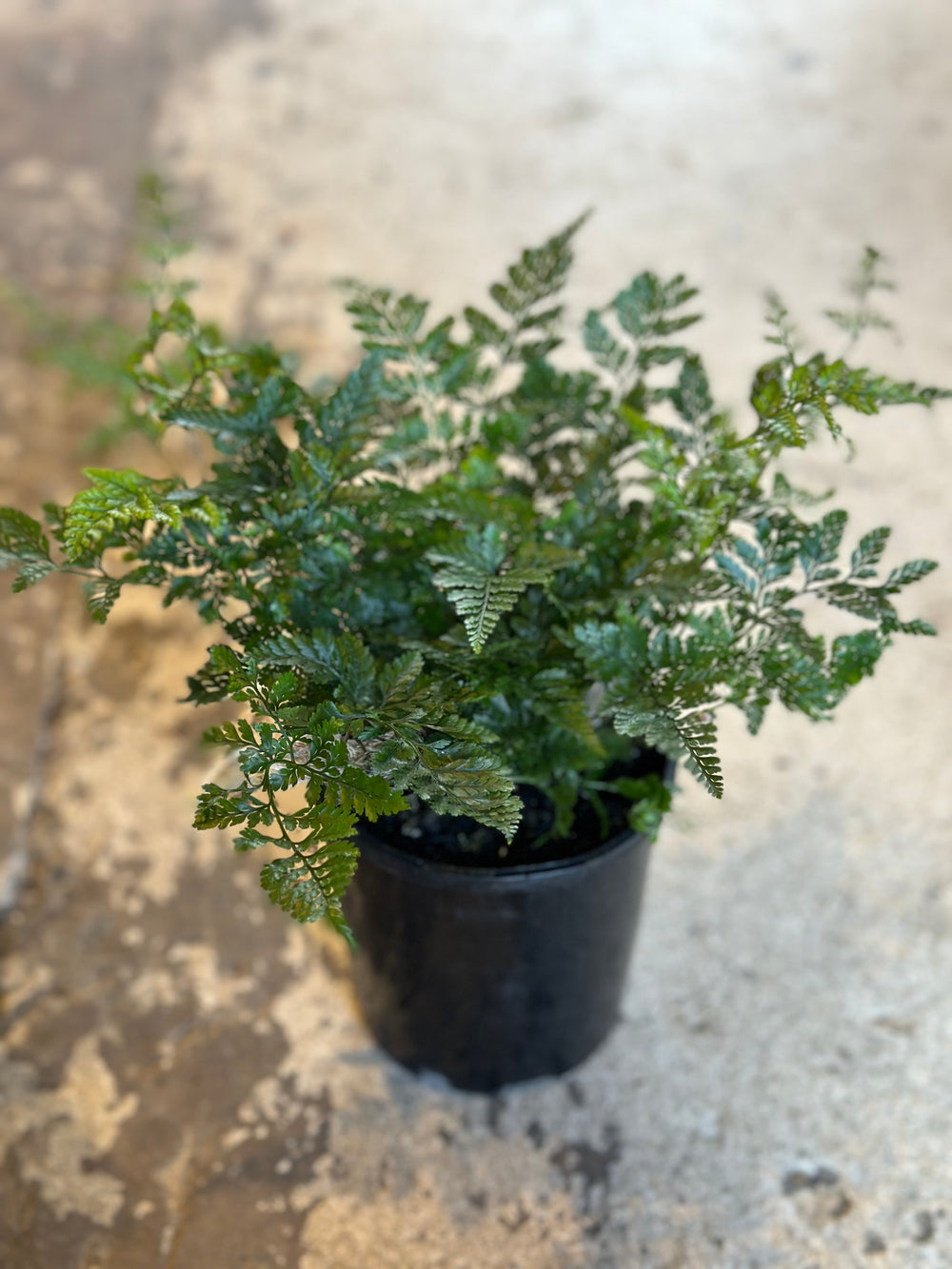 White Rabbit's Foot Fern (200mm)