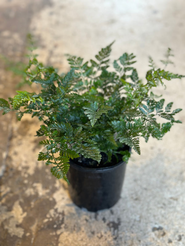 White Rabbit's Foot Fern (200mm)