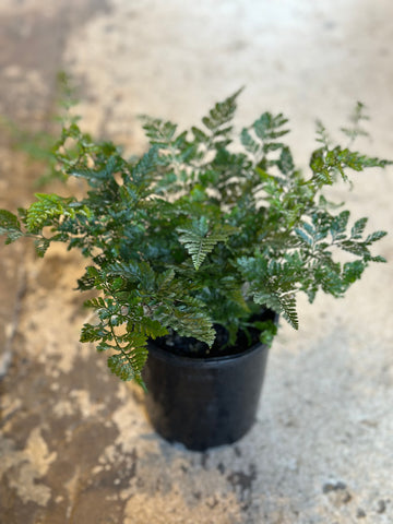 WHITE RABBITS FOOT FERN 200MM