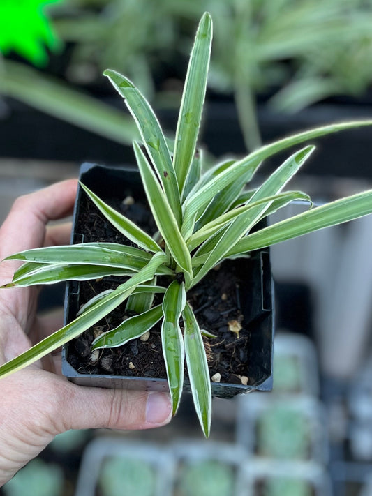 SPIDER PLANT SMALL